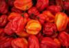 Jak wygląda papryka Habanero? Jak wygląda papryka Habanero?