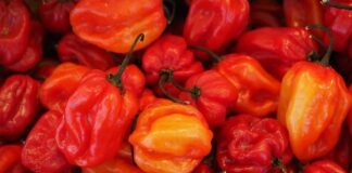 Czy habanero jest ostre? Czy habanero jest ostre?